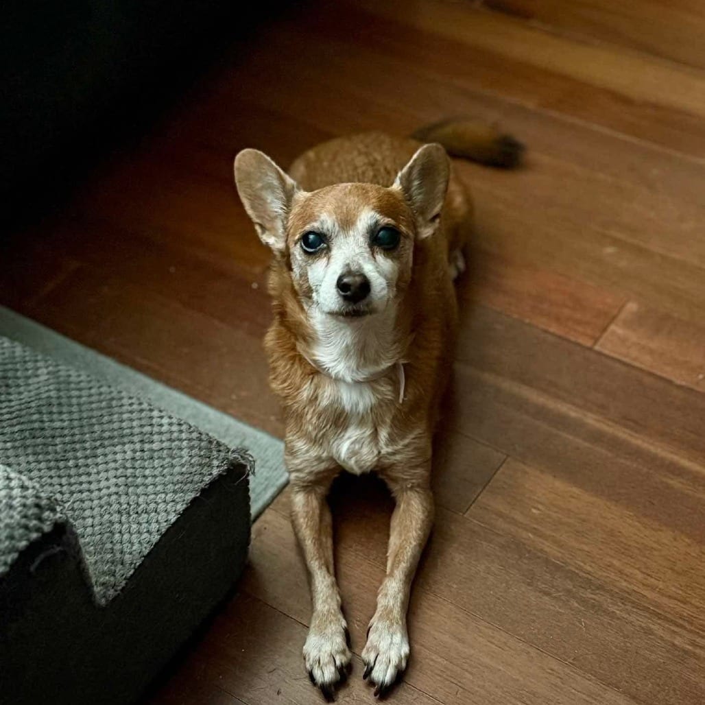 Photo of Cora *Arriving 10/24* D12760, adoptable senior Chihuahua / Dachshund in Princeton area, Minnesota