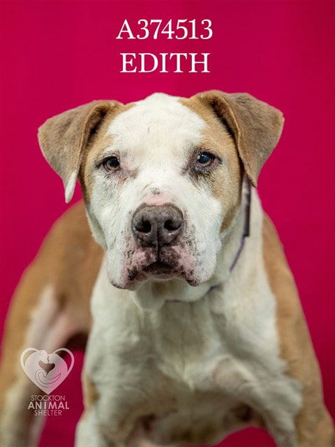 Photo of Edith, adoptable senior Pit Bull Terrier in Stockton, California