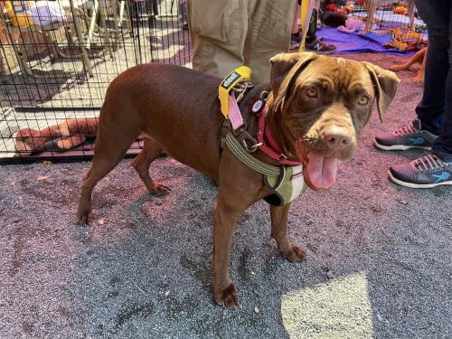 Photo of Sable (SC), adoptable senior Boxer in New York, New York