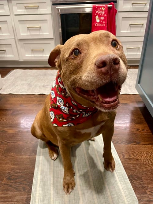 Photo of Ruby, adoptable senior Pit Bull Terrier in Nashville, Tennessee