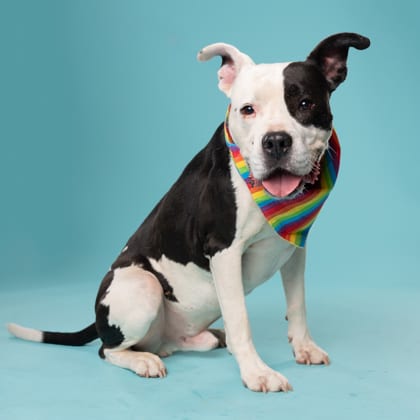 Photo of Striker, adoptable senior dog in Atlanta, Georgia