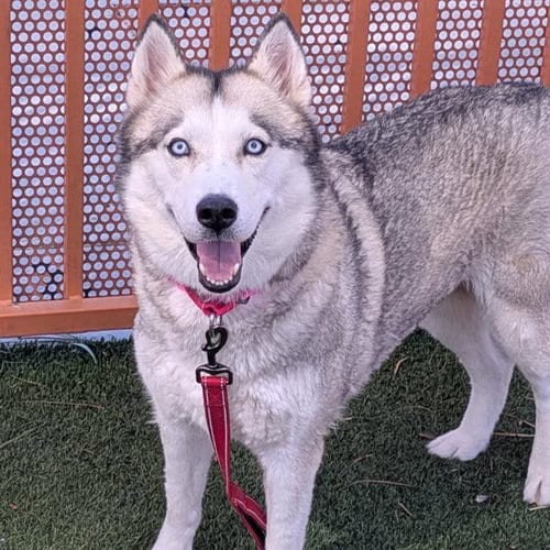 Photo of Nala, adoptable senior Siberian Husky in Las Vegas, Nevada
