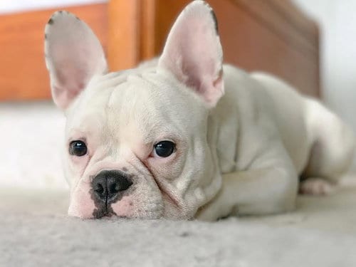 Photo of Oliver, adoptable senior French Bulldog in Millsboro, Delaware