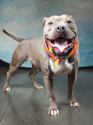 Photo of Shakira, adoptable senior dog in Atlanta, Georgia