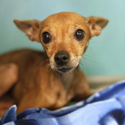 Photo of Bonita, adoptable senior Chihuahua in San Antonio, Texas