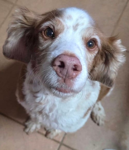 Photo of Regina Red, adoptable senior Brittany in Cuba, New York