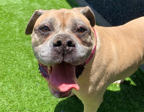 Photo of Kadina, adoptable senior American Bulldog in Moreno Valley, California