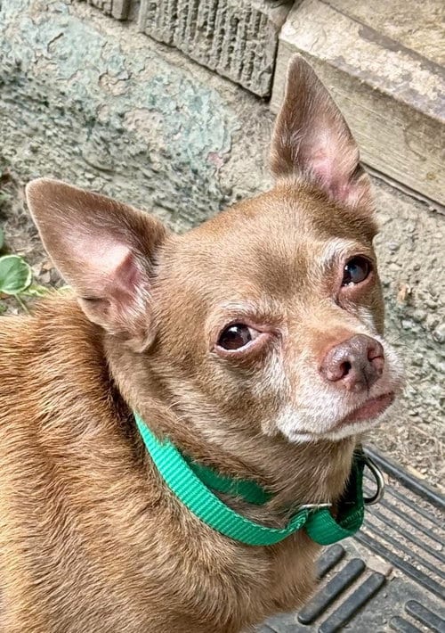 Photo of Petey, adoptable senior Chihuahua in Buffalo, New York