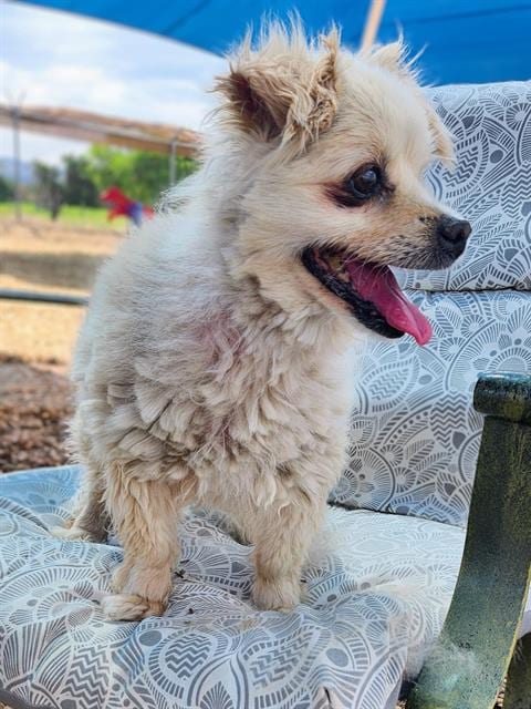 Photo of Lazaria, adoptable senior Border Terrier in Albuquerque, New Mexico