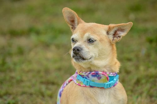 Photo of Tia, adoptable senior Chihuahua in Brick, New Jersey