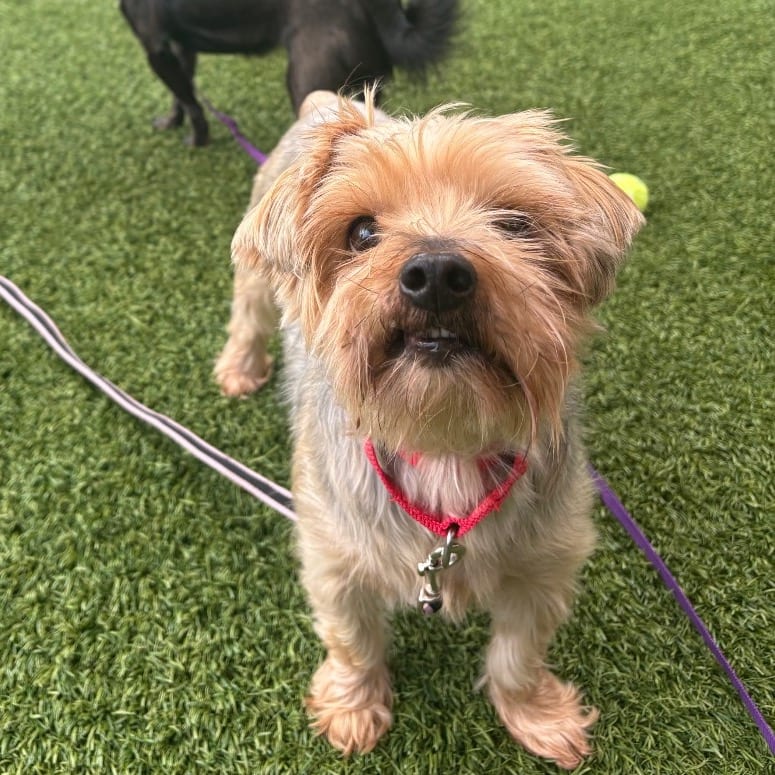 Photo of Cooper, adoptable senior Terrier, Yorkshire, Yorkie / Mixed Breed (Small) in Dayton, Ohio