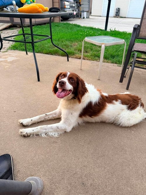 Photo of OH/Bear, adoptable senior Brittany in Curwensville, Pennsylvania