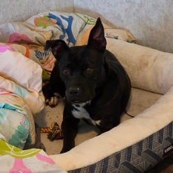Photo of Skye JuM, adoptable senior American Pit Bull Terrier in Richfield, Minnesota