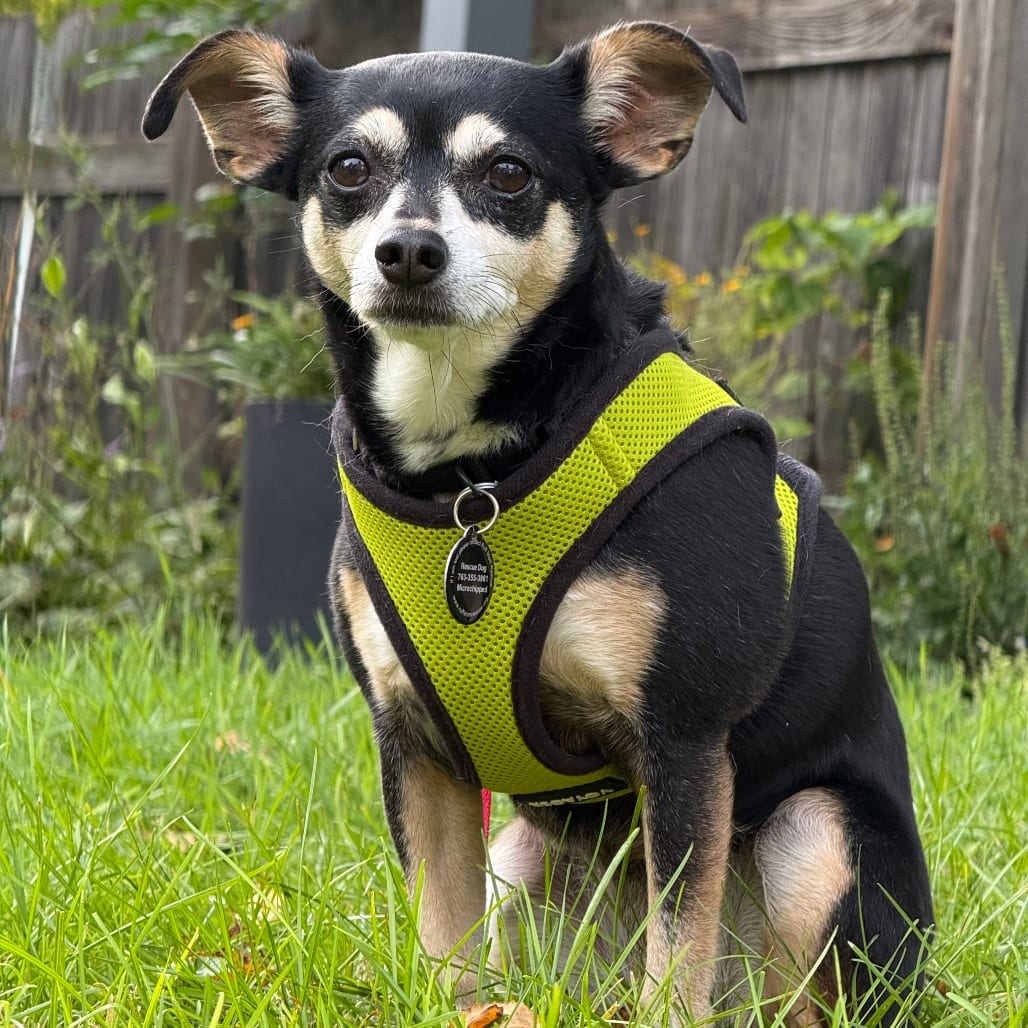 Photo of Bonnie D12475, adoptable senior Chihuahua in Princeton area, Minnesota