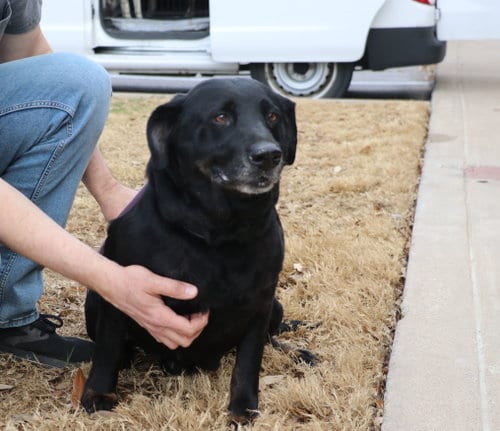 Photo of Ms. Tiffany, adoptable senior Labrador Retriever in Pflugerville, Texas