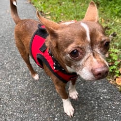 Photo of Dobbie, adoptable senior Chihuahua Mixed Breed (Small) in Frederick, Maryland