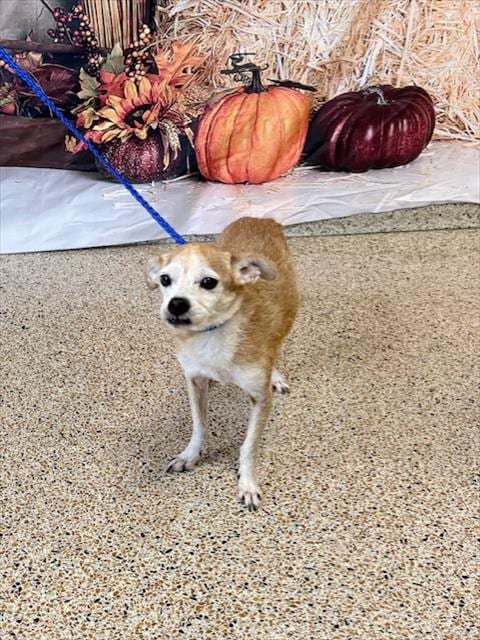 Photo of Buddy, adoptable senior Chihuahua in Miami, Florida
