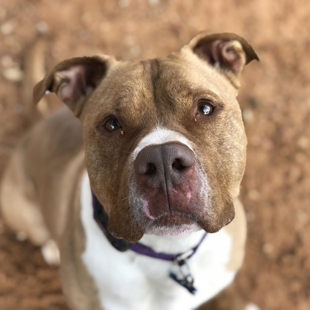 Photo of Caine, adoptable senior Terrier, American Pit Bull / Mix in Kanab, Utah