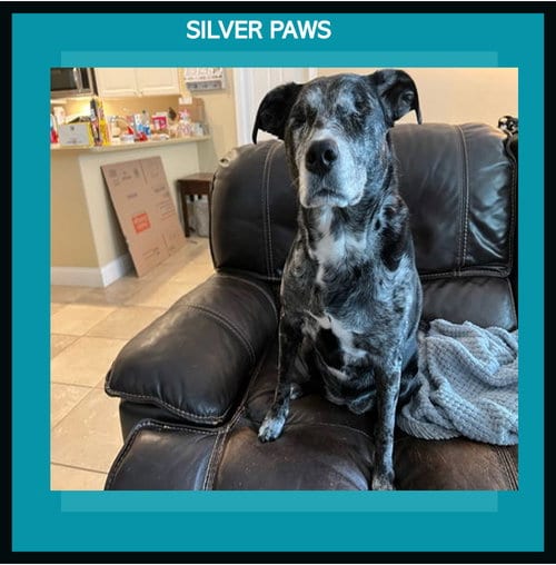 Photo of Blu, adoptable senior Labrador Retriever in Royal Palm Beach, Florida