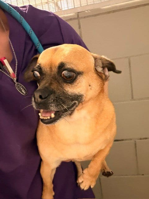Photo of Tess, adoptable senior Pug in Baytown, Texas