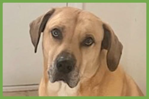 Photo of Chulo, adoptable senior Mastiff in Amherst, Massachusetts