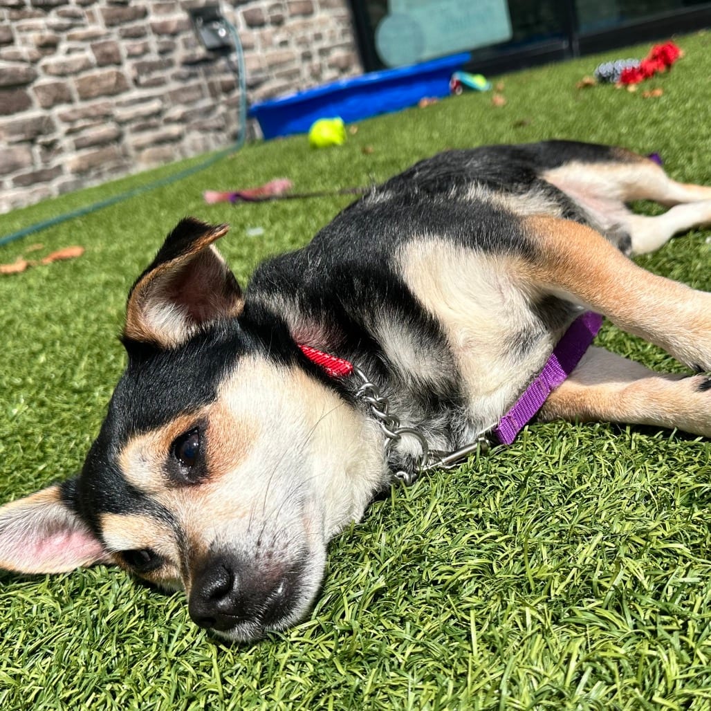Photo of Knox, adoptable senior Mixed Breed (Small) in Dayton, Ohio