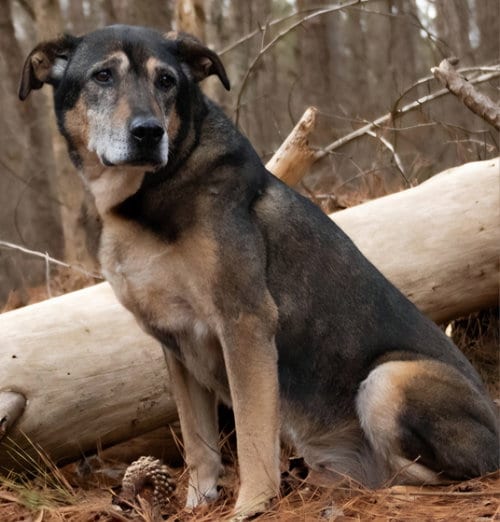 Photo of Saban Sr, adoptable senior Shepherd in Roswell, Georgia