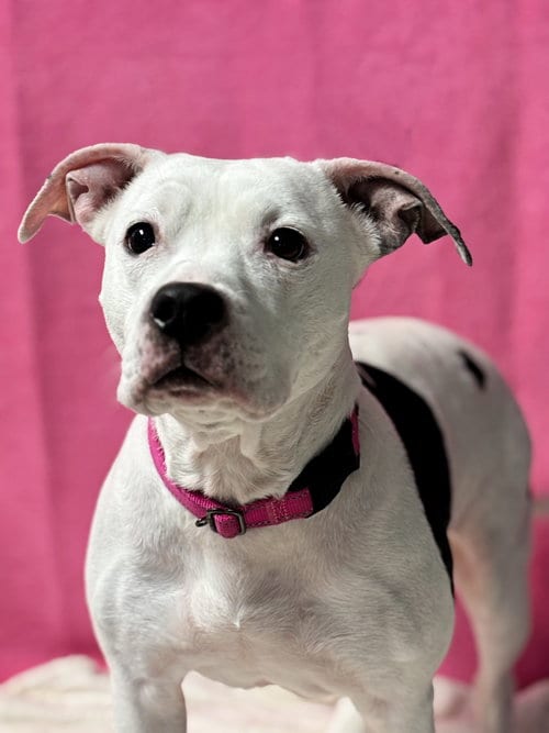 Photo of Princess, adoptable senior American Pit Bull Terrier in Spring Lake, New Jersey