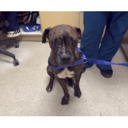 Photo of Snuggles, adoptable senior Boxer in Jurupa Valley, California