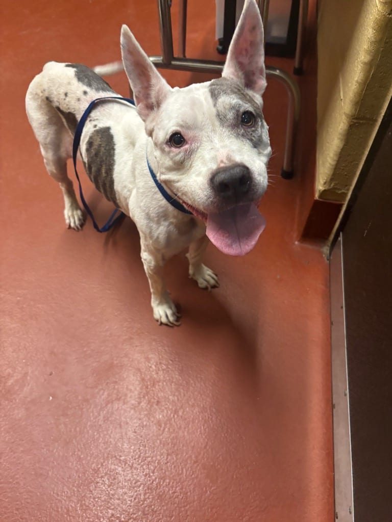 Photo of Sheila Thomas, adoptable senior Mixed Breed in Douglasville, Georgia