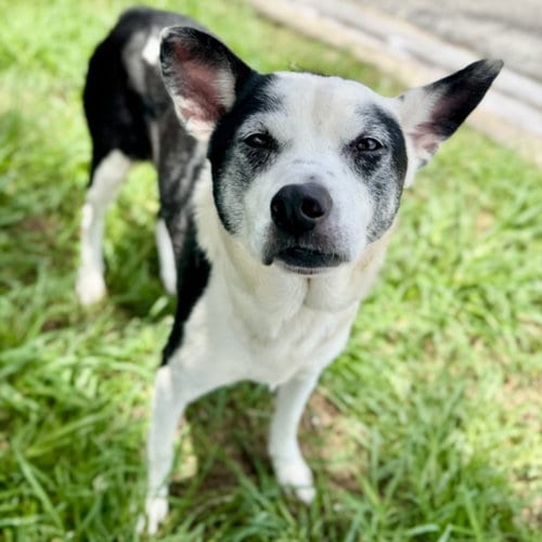 Photo of Cow, adoptable senior Staffordshire Bull Terrier in Houston, Texas
