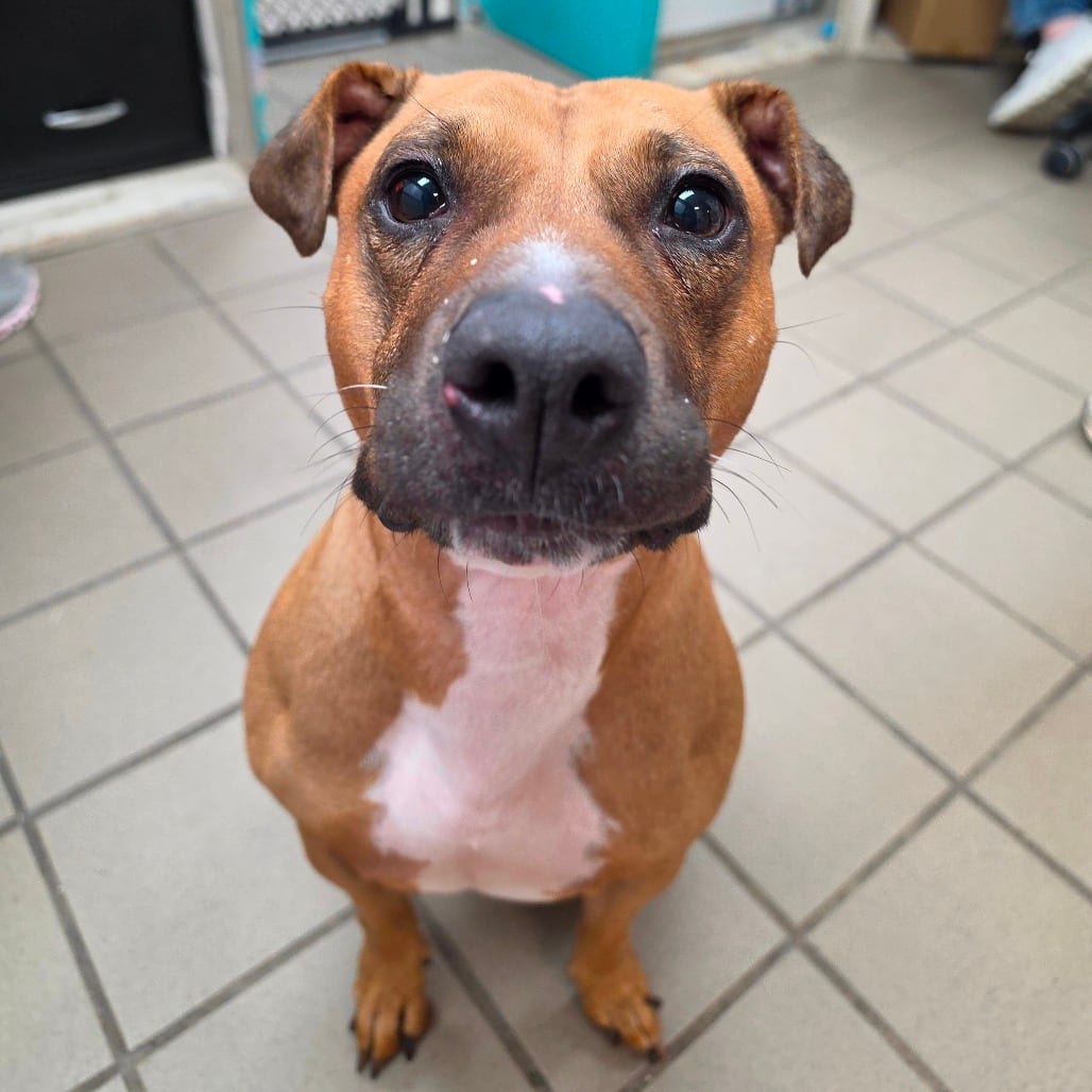 Photo of Maya, adoptable senior Terrier, American Pit Bull in Marshalltown, Iowa