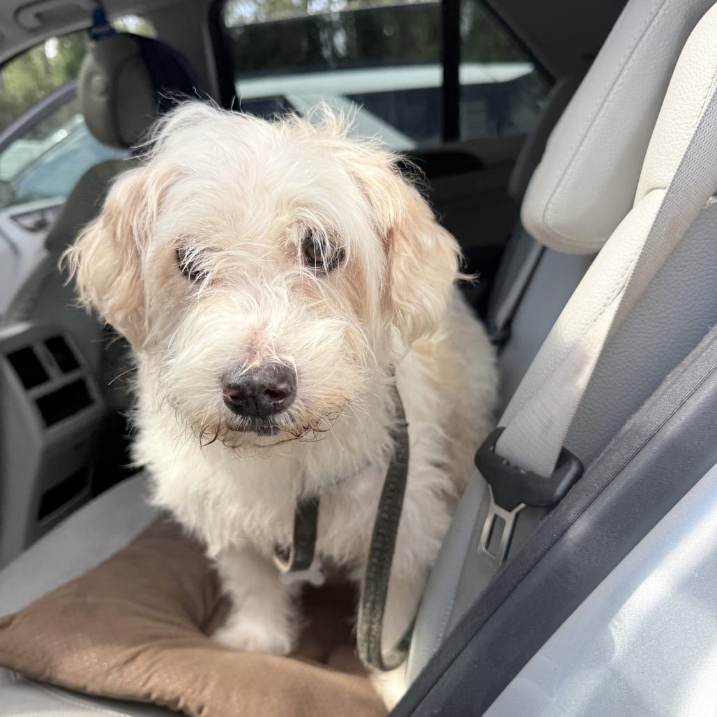 Photo of Patches, adoptable senior Maltese in Hinesville, Georgia