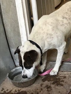Rocky heeler, adoptable senior Red Heeler in westminster, CO