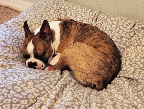 Happy - IN TRAINING, adoptable senior Boston Terrier in Plano, TX