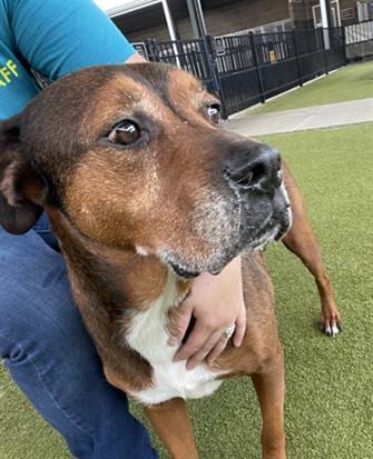 Photo of Kilo, adoptable senior Bloodhound in Waco, Texas