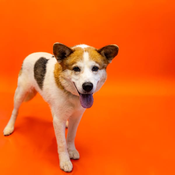 Photo of Borbuja Hw+, adoptable senior Shepherd cross in Lawrenceville, Georgia