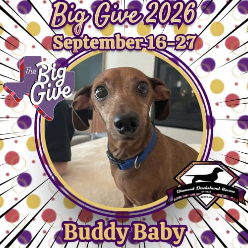 Photo of Buddy Baby, adoptable senior Dachshund in San Antonio, Texas