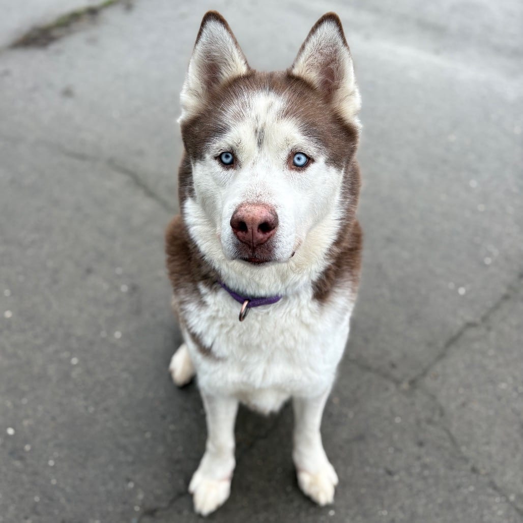 Photo of Pops, adoptable senior Husky in Port Angeles, Washington
