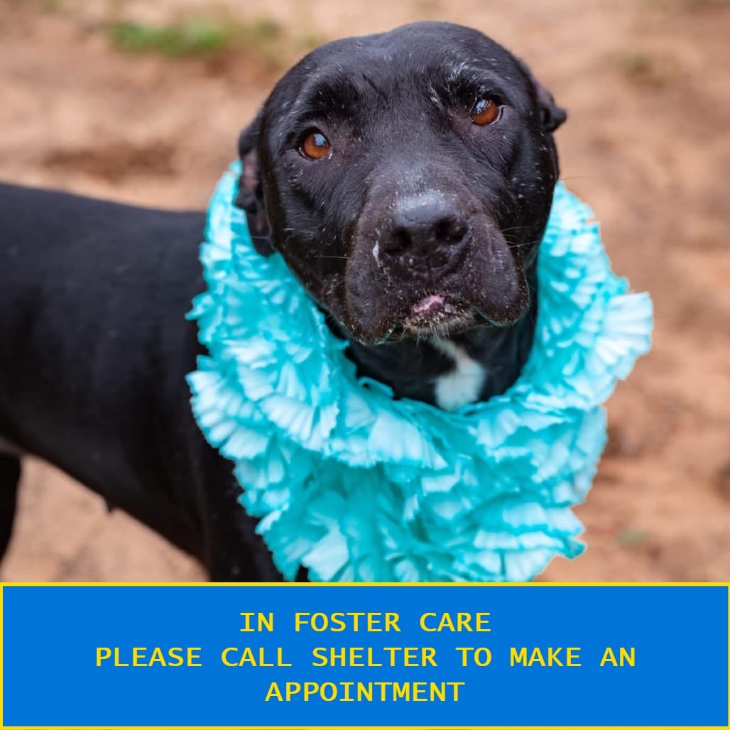 Photo of Licorice Lady, adoptable senior Mixed Breed (Medium) in Milton, Florida