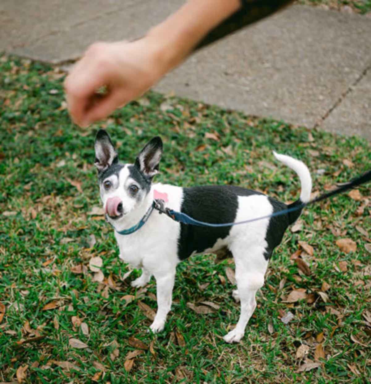Photo of Puppy Love, adoptable senior Rat Terrier in New Orleans, Louisiana