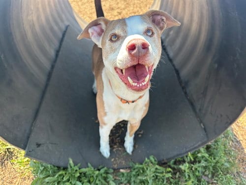Photo of Atlas, adoptable senior Pit Bull Terrier in McKinleyville, California