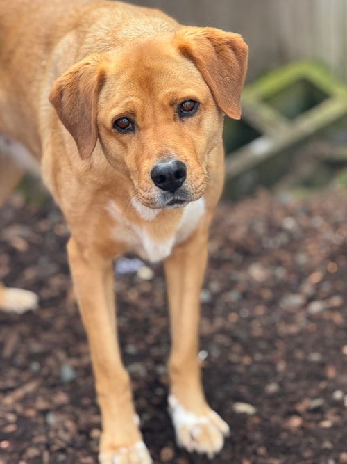 Photo of Pula, adoptable senior Shepherd in Sequim, Washington