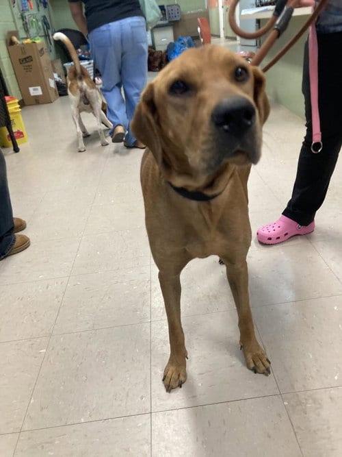 Photo of Nina, adoptable senior Hound in Burnsville, North Carolina