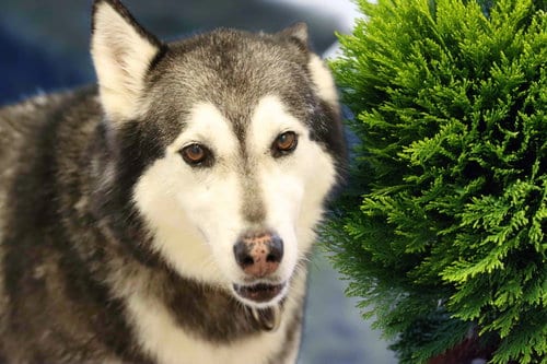 Prancer, adoptable senior Siberian Husky in Walnut Creek, CA