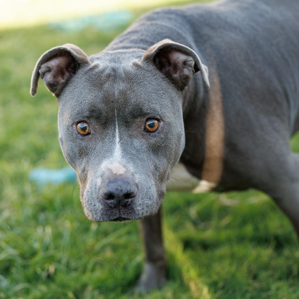 Photo of Blue, adoptable senior Terrier, Pit Bull / Mix in Weatherford, Texas