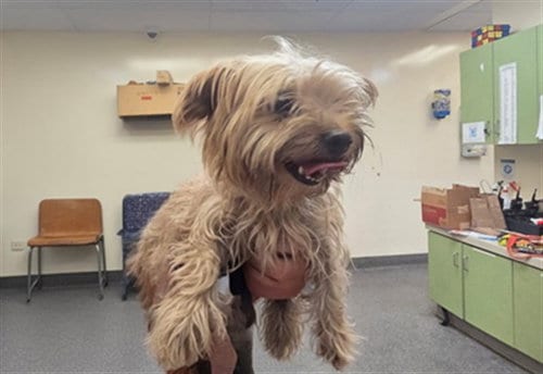 Photo of Tita, adoptable senior Yorkshire Terrier Yorkie in Los Angeles, California