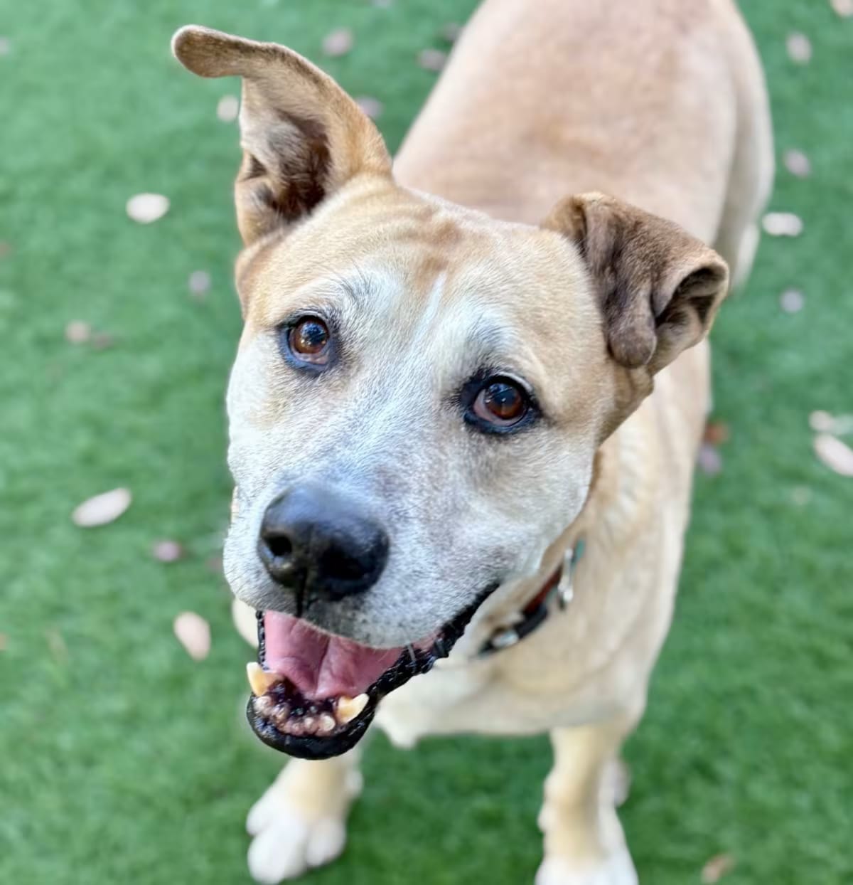Photo of Dusty, adoptable senior Black Mouth Cur in Lutz, Florida