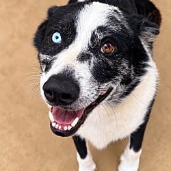 Photo of Cujo, adoptable senior Border Collie Mixed Breed (Medium) in Burnsville, North Carolina