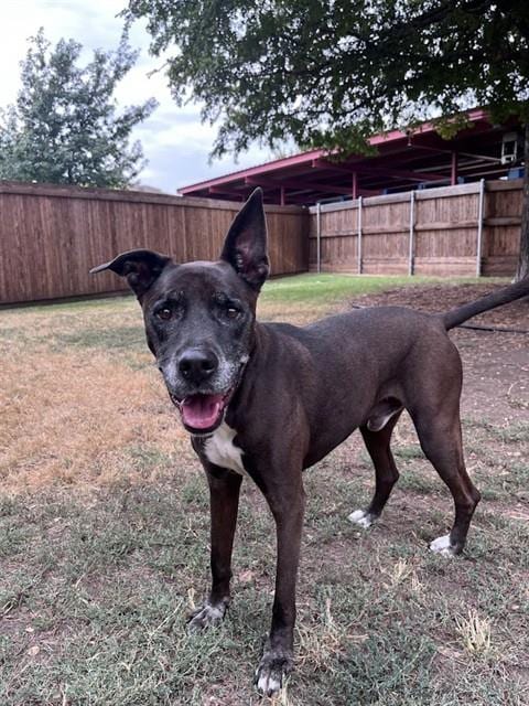 Photo of Shipley, adoptable senior Labrador Retriever in Plano, Texas